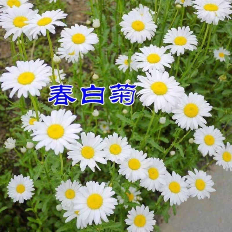 春白菊种子春黄菊名贵菊花种子杭白菊洋甘菊花籽多年生菊花种