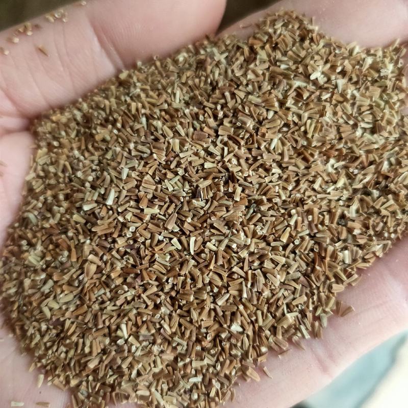春白菊种子春黄菊名贵菊花种子杭白菊洋甘菊花籽多年生菊花种
