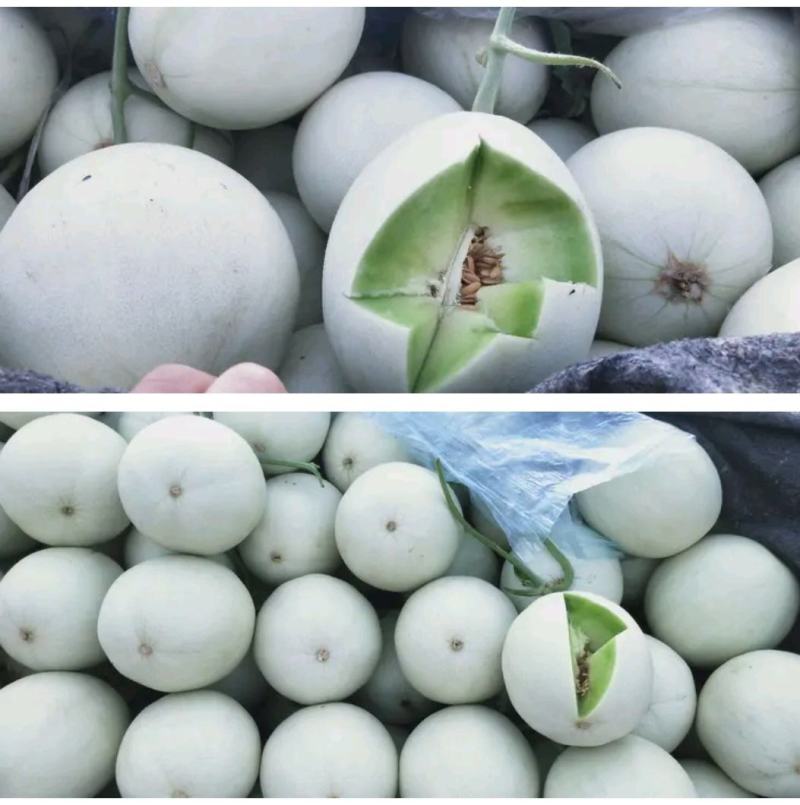 【精选】冰清玉姑甜瓜玉菇甜瓜，批发商，大量供应，诚信合作