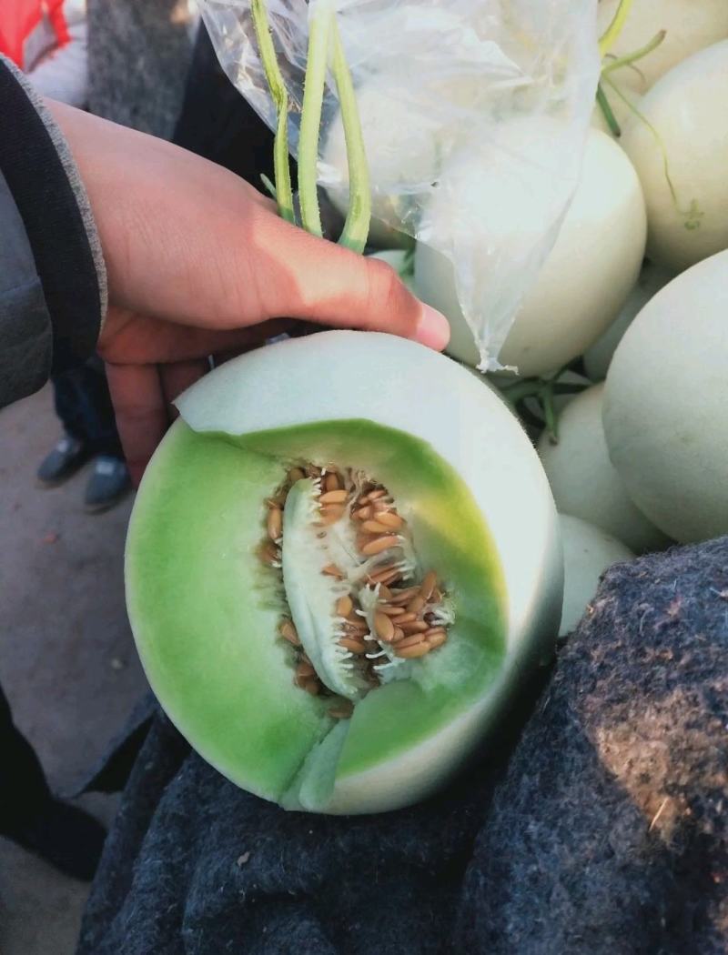 【精选】冰清玉姑甜瓜玉菇甜瓜，批发商，大量供应，诚信合作