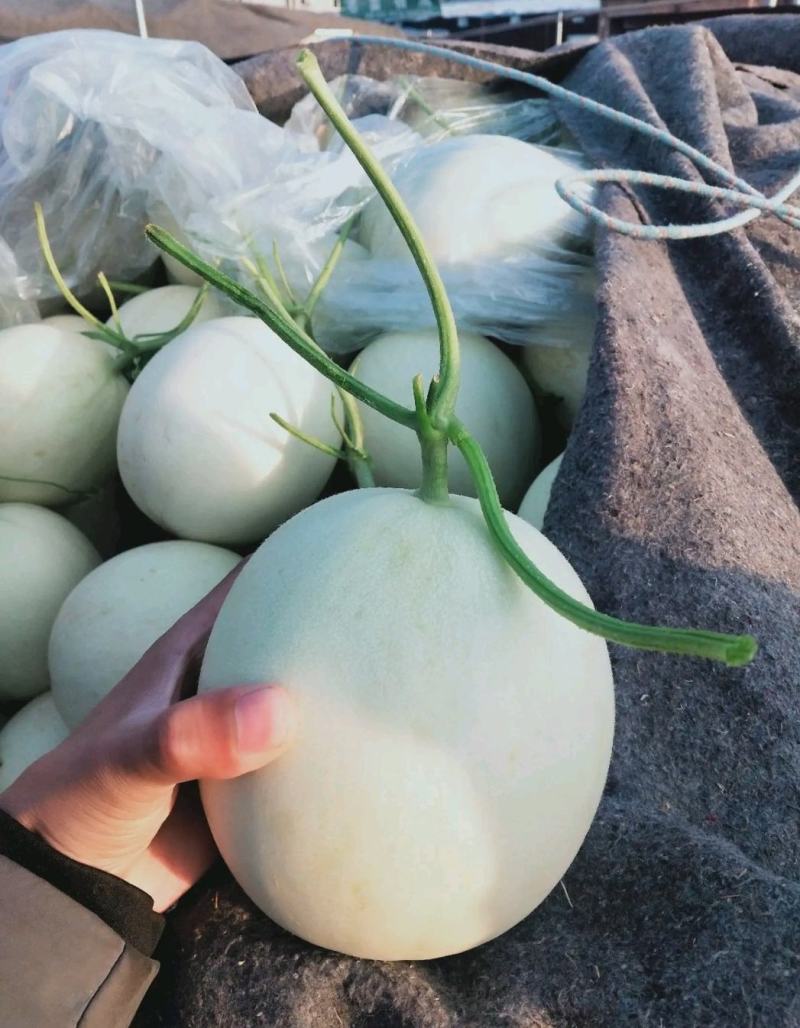 【精选】冰清玉姑甜瓜玉菇甜瓜，批发商，大量供应，诚信合作