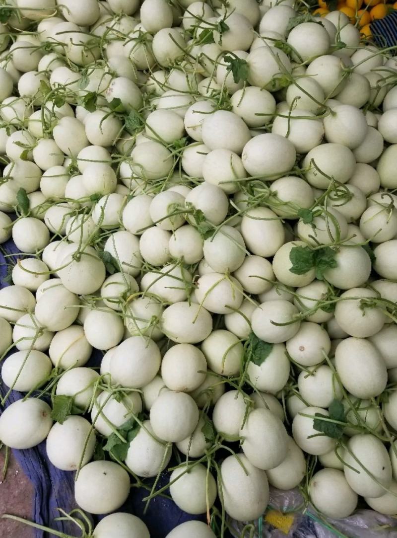 【精选】冰清玉姑甜瓜玉菇甜瓜，批发商，大量供应，诚信合作