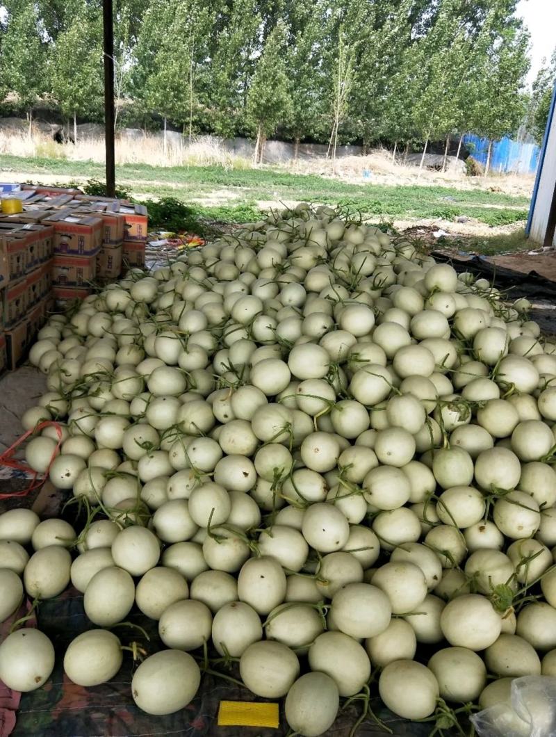 【精选】冰清玉姑甜瓜玉菇甜瓜，批发商，大量供应，诚信合作