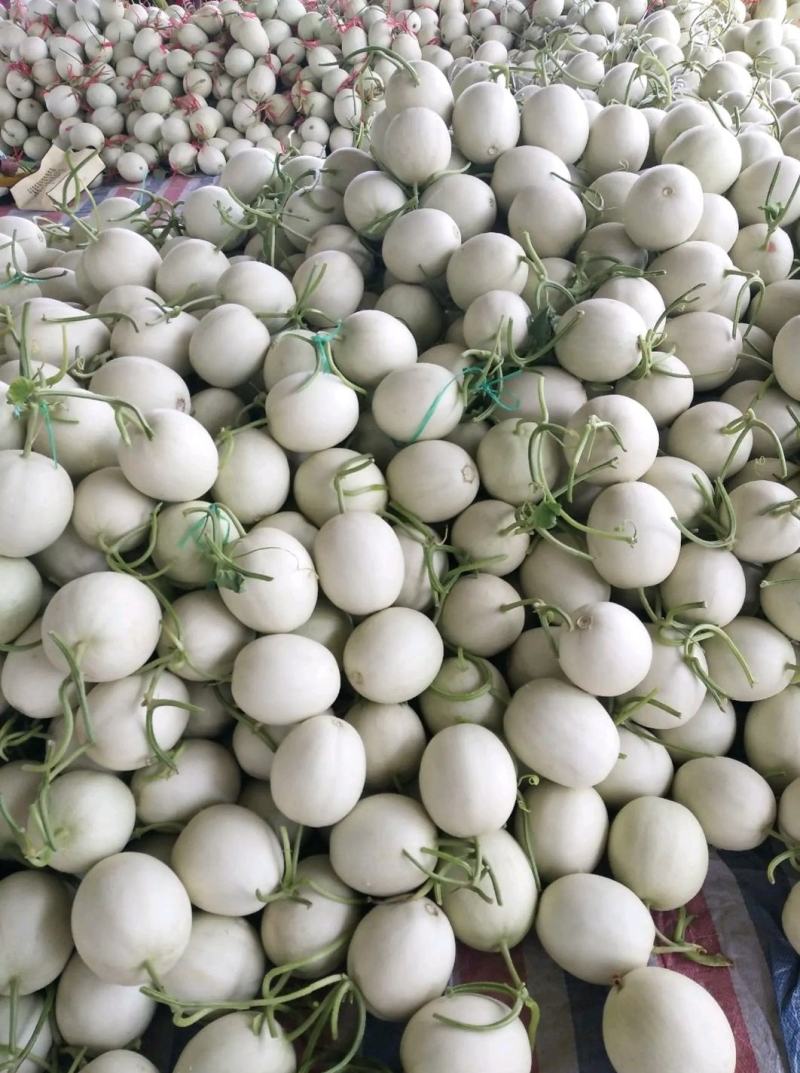 【精选】冰清玉姑甜瓜玉菇甜瓜，批发商，大量供应，诚信合作