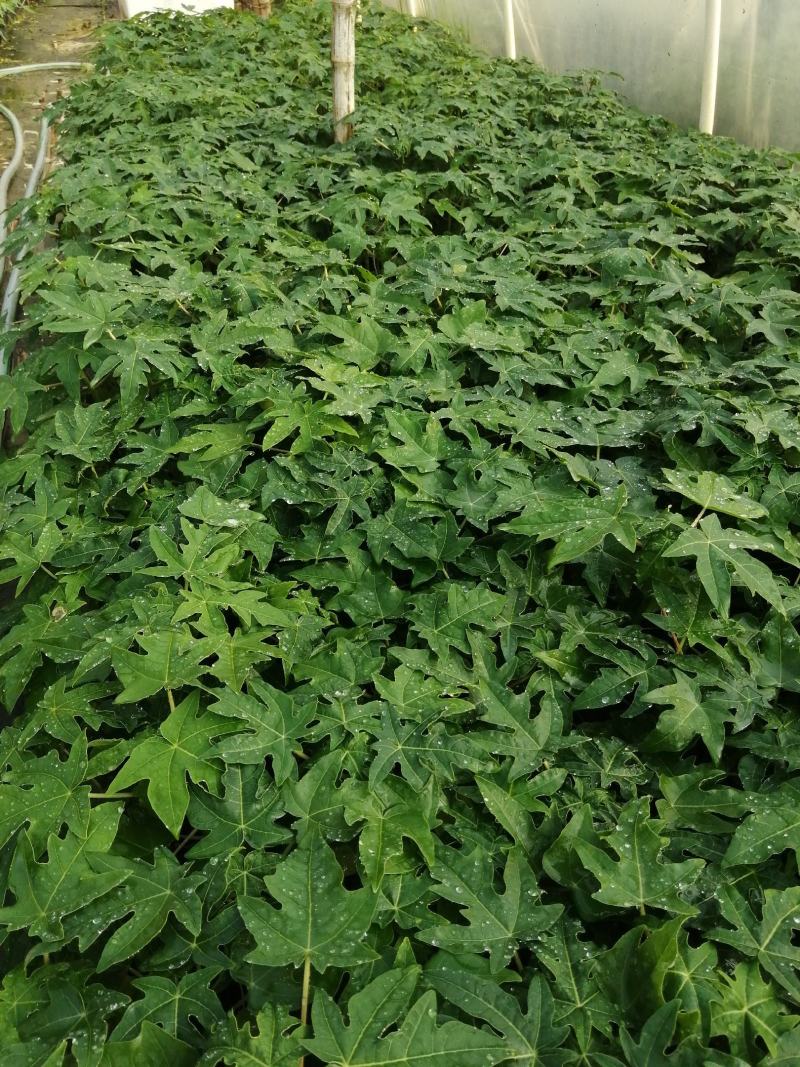 大青红肉水果木瓜树苗，营养土杯来的，有需要的话请联系我