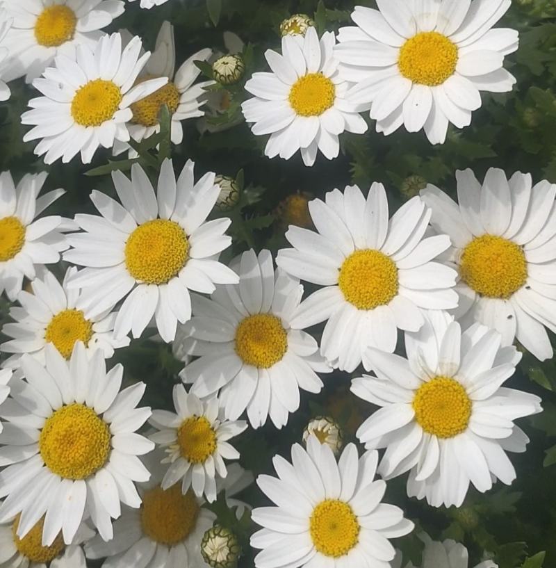 春白菊种子春黄菊名贵菊花种子杭白菊洋甘菊花籽多年生菊花种