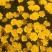 春白菊种子春黄菊名贵菊花种子杭白菊洋甘菊花籽多年生菊花种