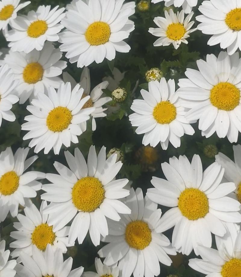 春白菊种子春黄菊名贵菊花种子杭白菊洋甘菊花籽多年生菊花种