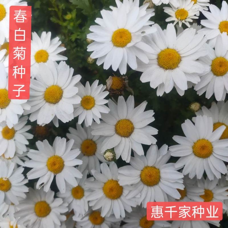 春白菊种子春黄菊名贵菊花种子杭白菊洋甘菊花籽多年生菊花种