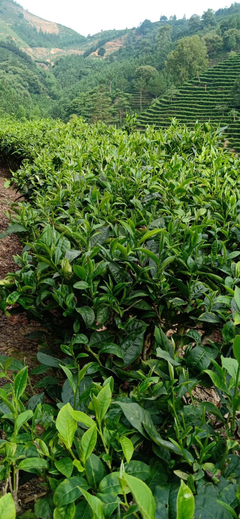 广西西林县黄子山白毫茶厂家直销恒温长期保存