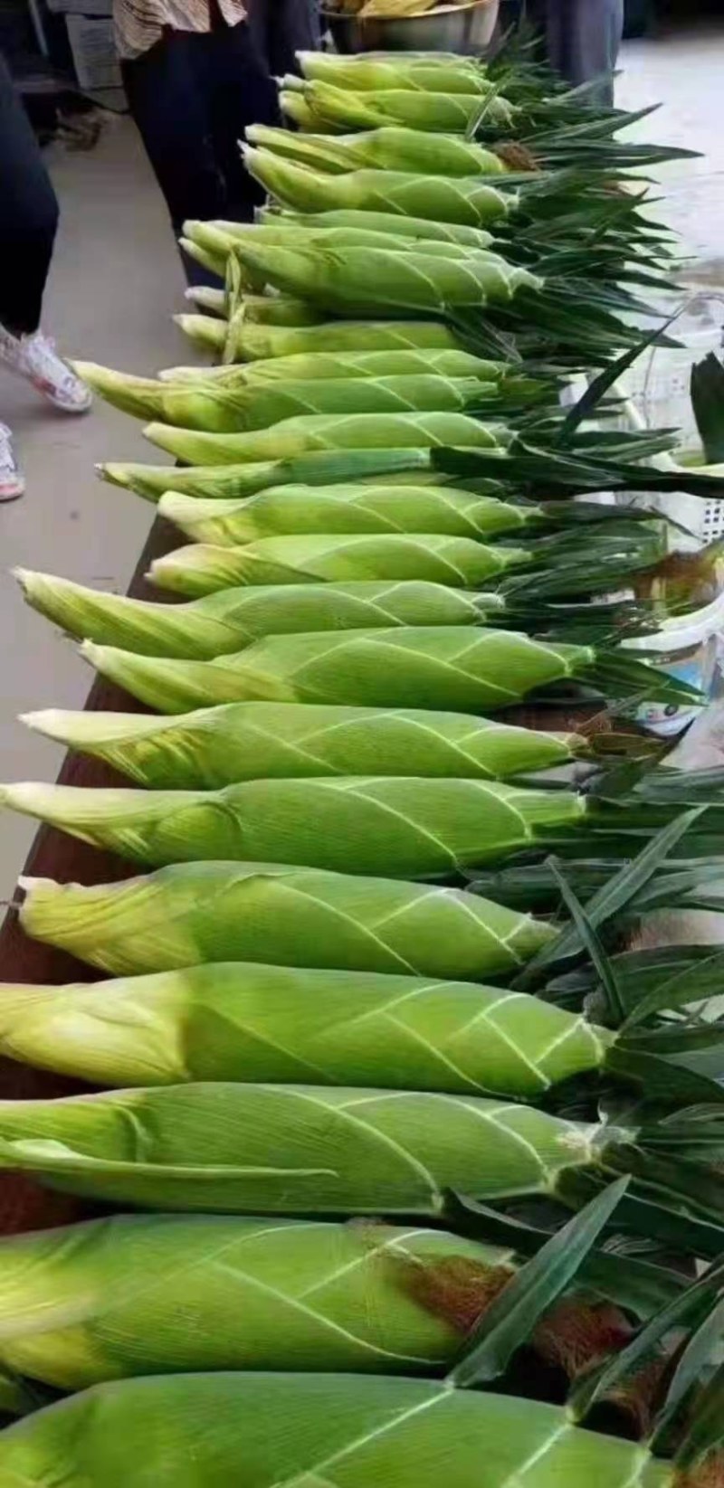 太阳花，正甜68新鲜玉米