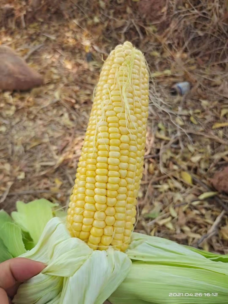 太阳花，正甜68新鲜玉米