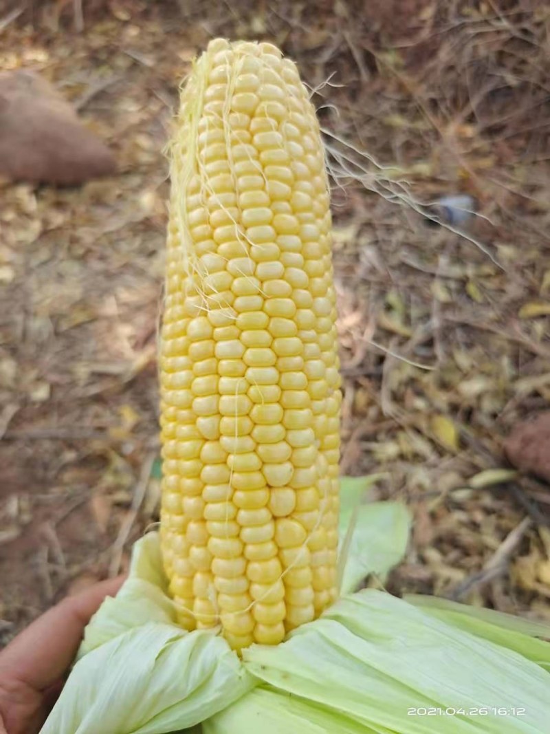 太阳花，正甜68新鲜玉米