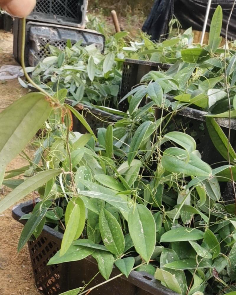 土茯苓苗