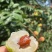 妃子笑、桂味、先进奉荔枝