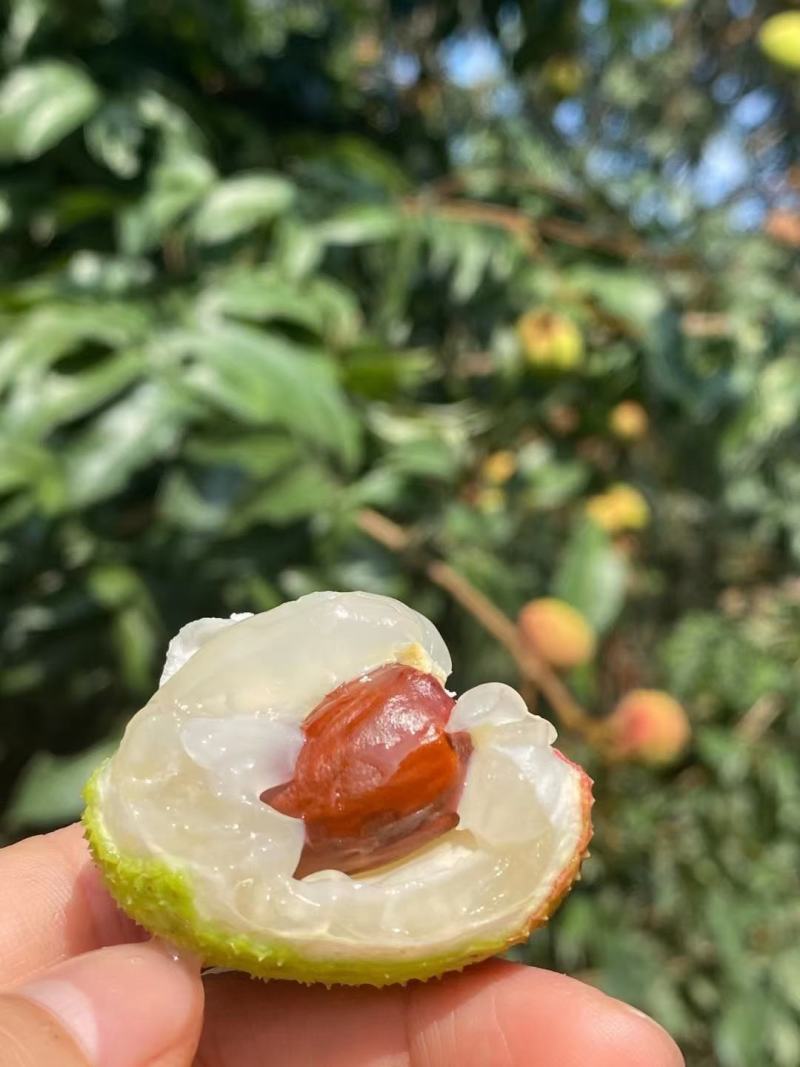 妃子笑、桂味、先进奉荔枝