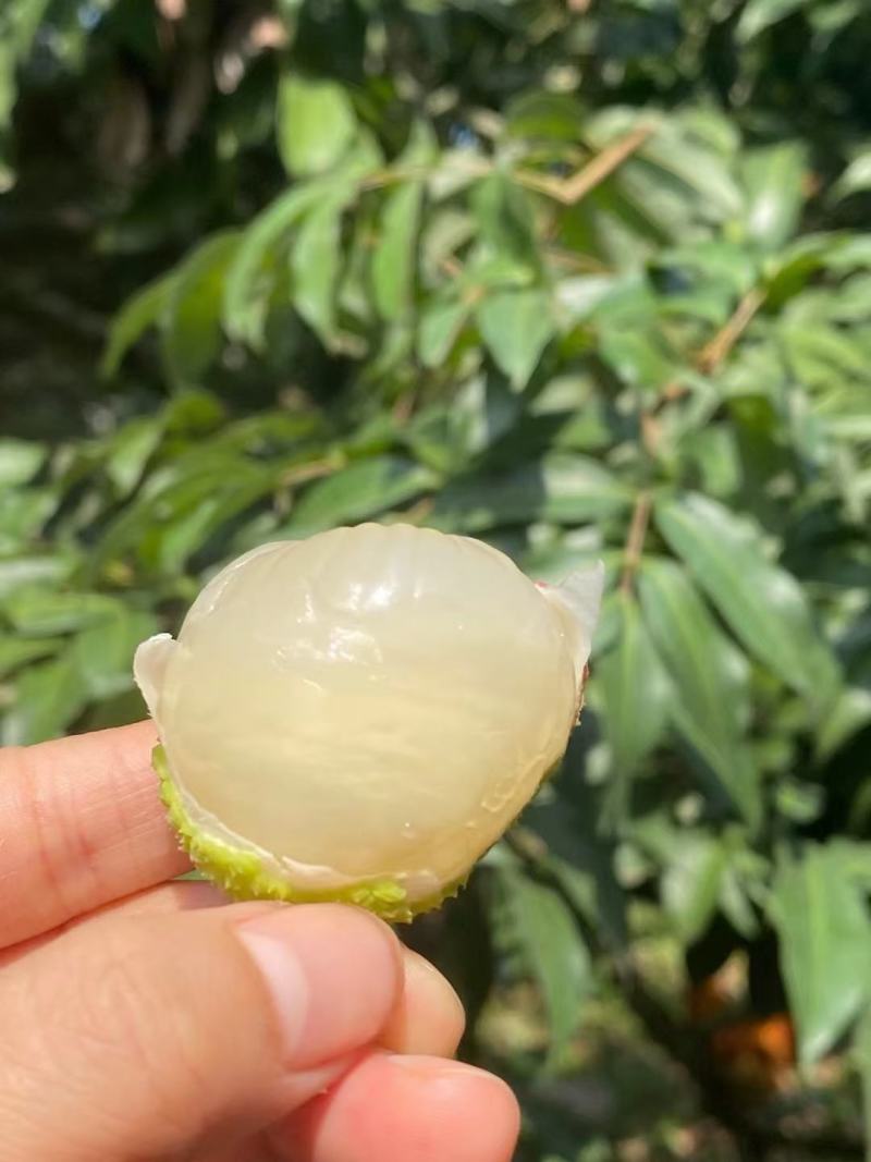 妃子笑、桂味、先进奉荔枝