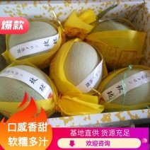 鲁厚甜网纹瓜大量上市货源充足电话咨询更优惠