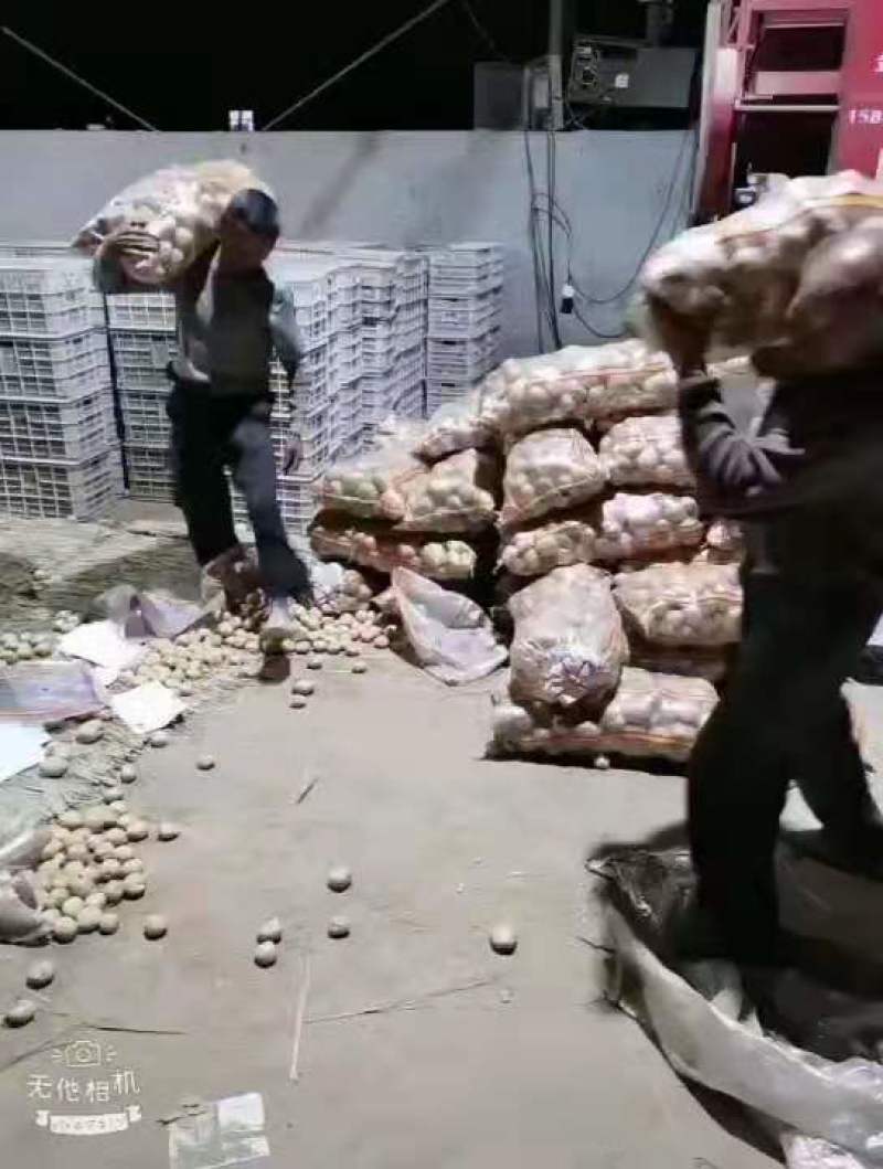 土豆大量上市，质优价廉，黄皮黄心土豆个头均匀，表皮光滑