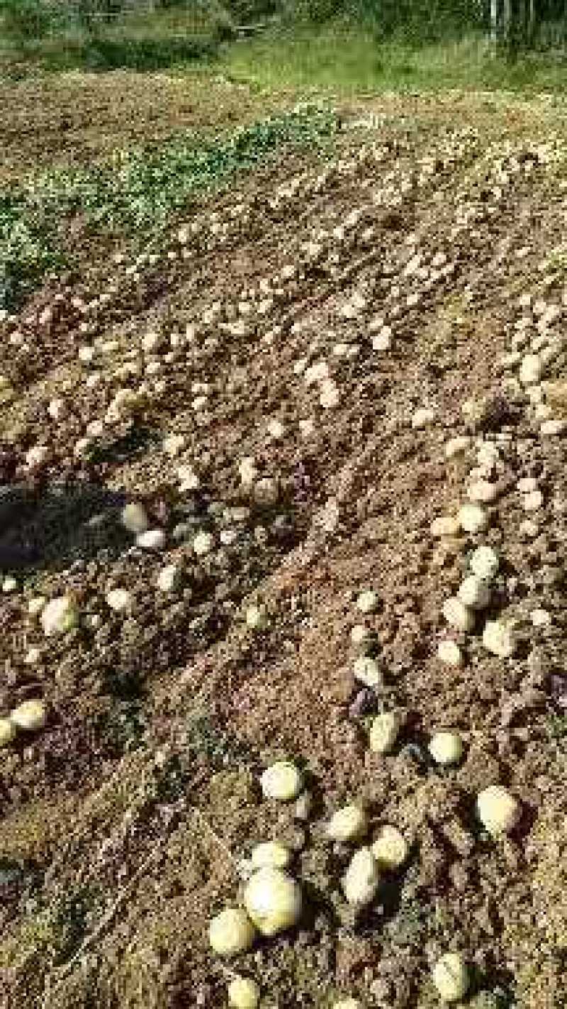 土豆大量上市，质优价廉，黄皮黄心土豆个头均匀，表皮光滑