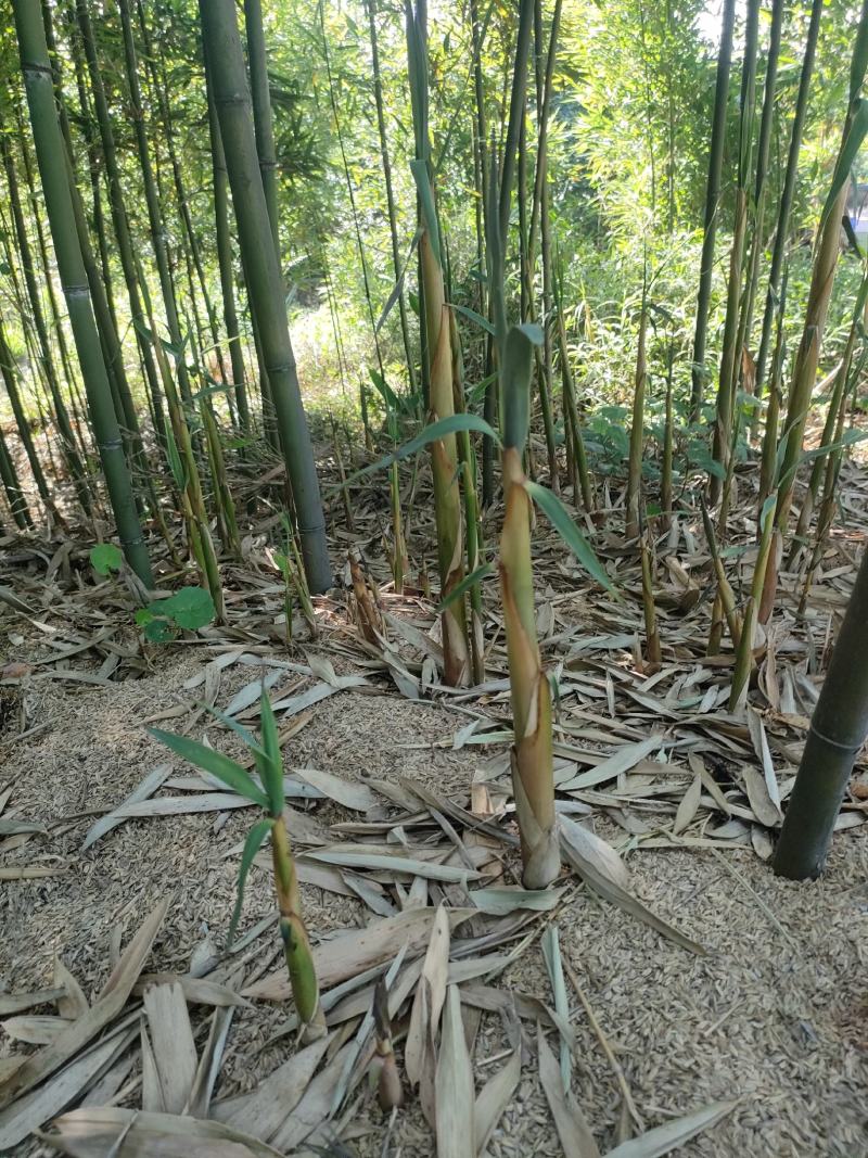 苦笋，苦竹笋，甜苦笋，香味浓郁，新鲜到货