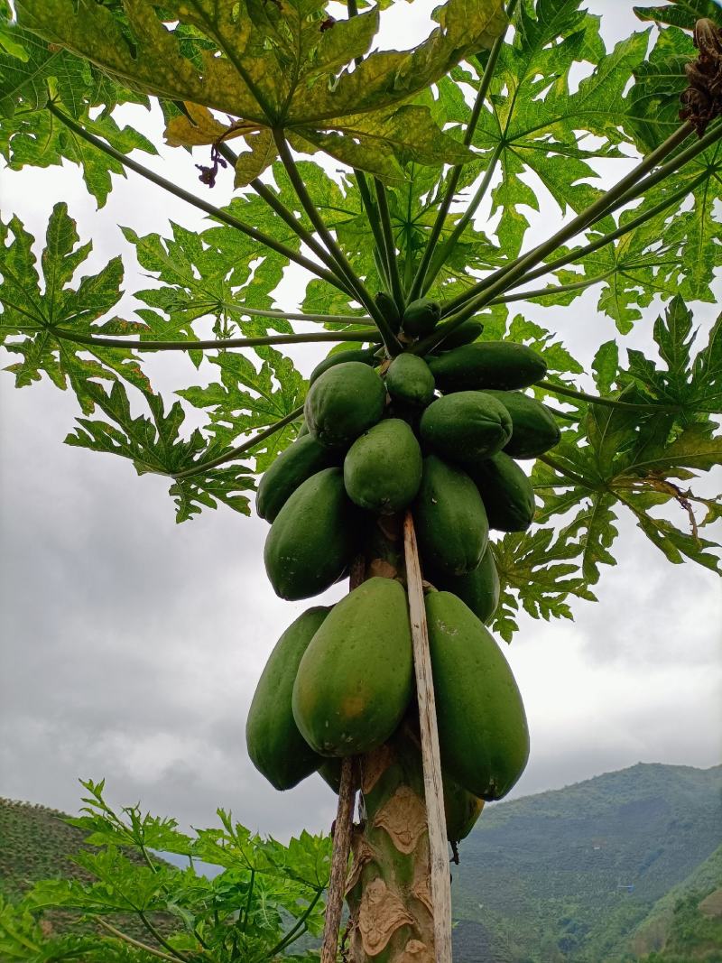 云南大量销售木瓜