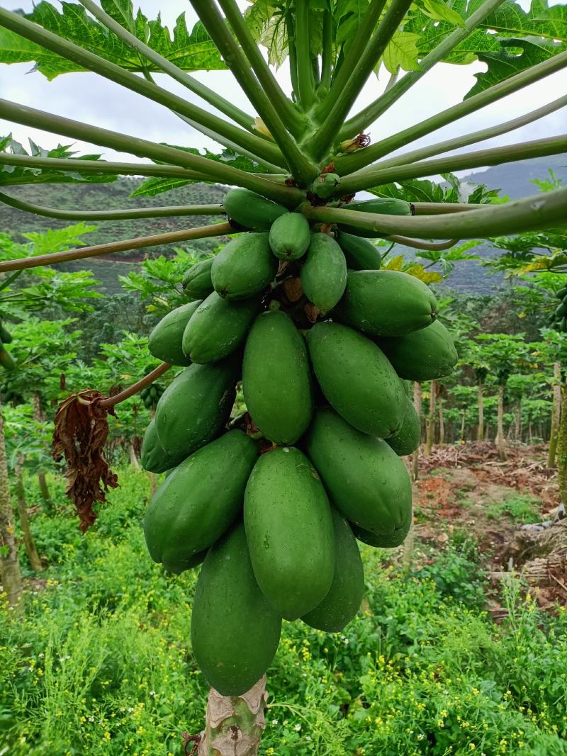 云南大量销售木瓜