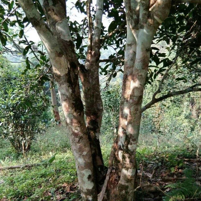 云南普洱茶，2024年易武七村八寨之易比贡茶村，混采春茶