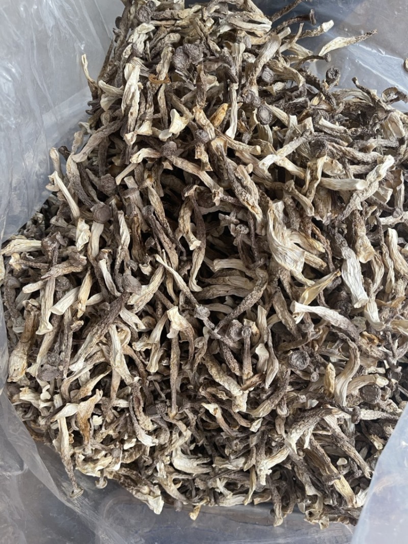 精品鹿茸菇，粗条，量大价优，欢迎合作