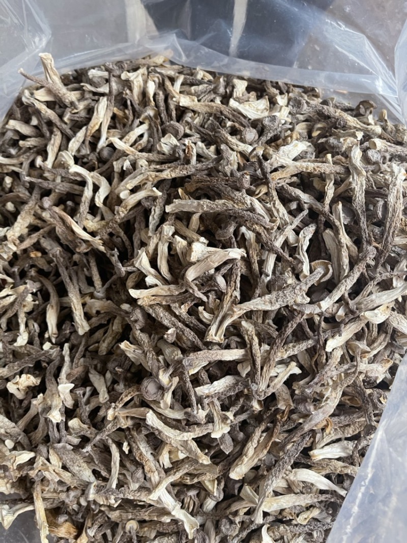 精品鹿茸菇，粗条，量大价优，欢迎合作