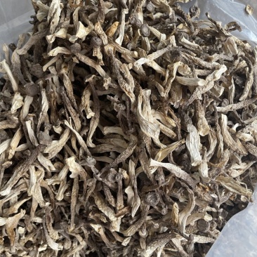 精品鹿茸菇，粗条，量大价优，欢迎合作