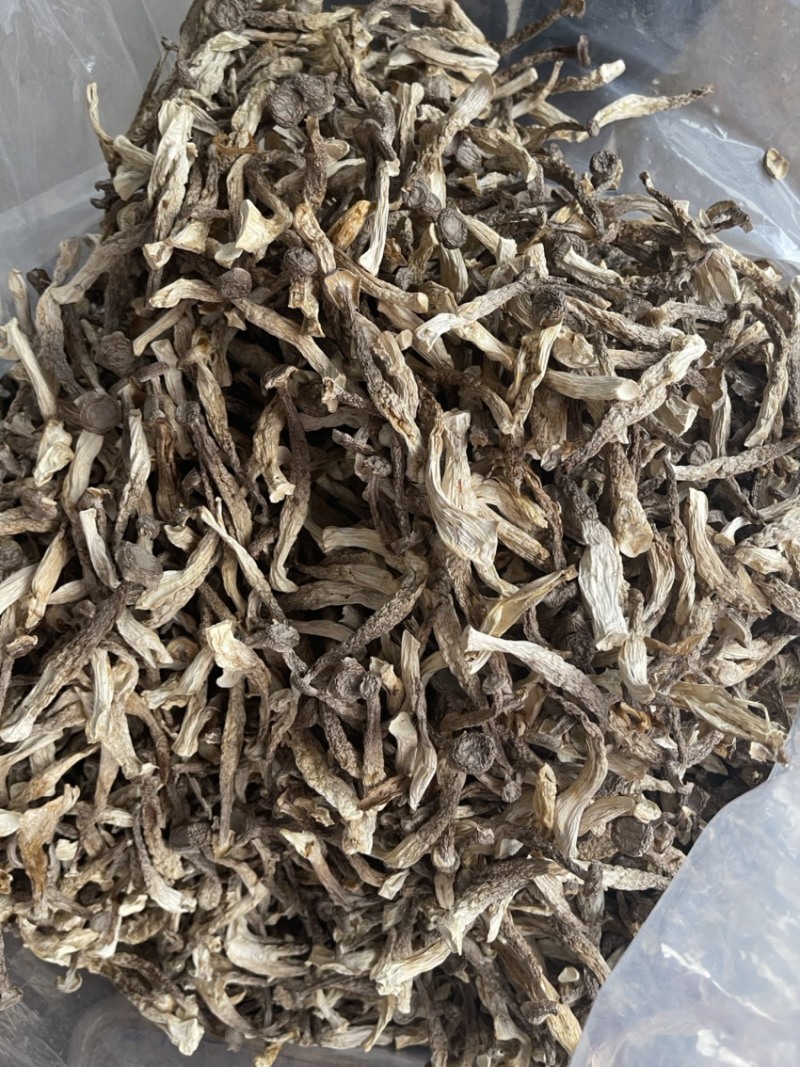 精品鹿茸菇，粗条，量大价优，欢迎合作