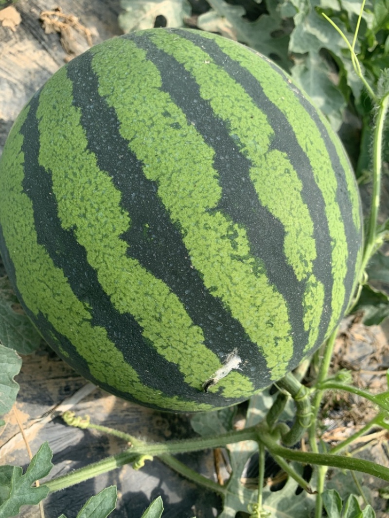 山东莘县万亩大棚头茬甜王西瓜，大量上市，薄皮大红瓤