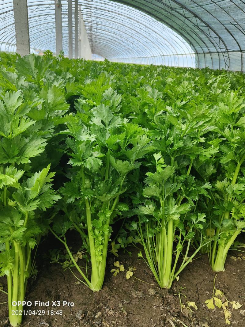 山西稷山精品实心芹菜质量保证颜色鲜亮产地直发