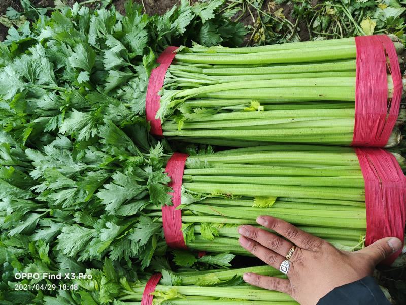 山西稷山精品实心芹菜质量保证颜色鲜亮产地直发