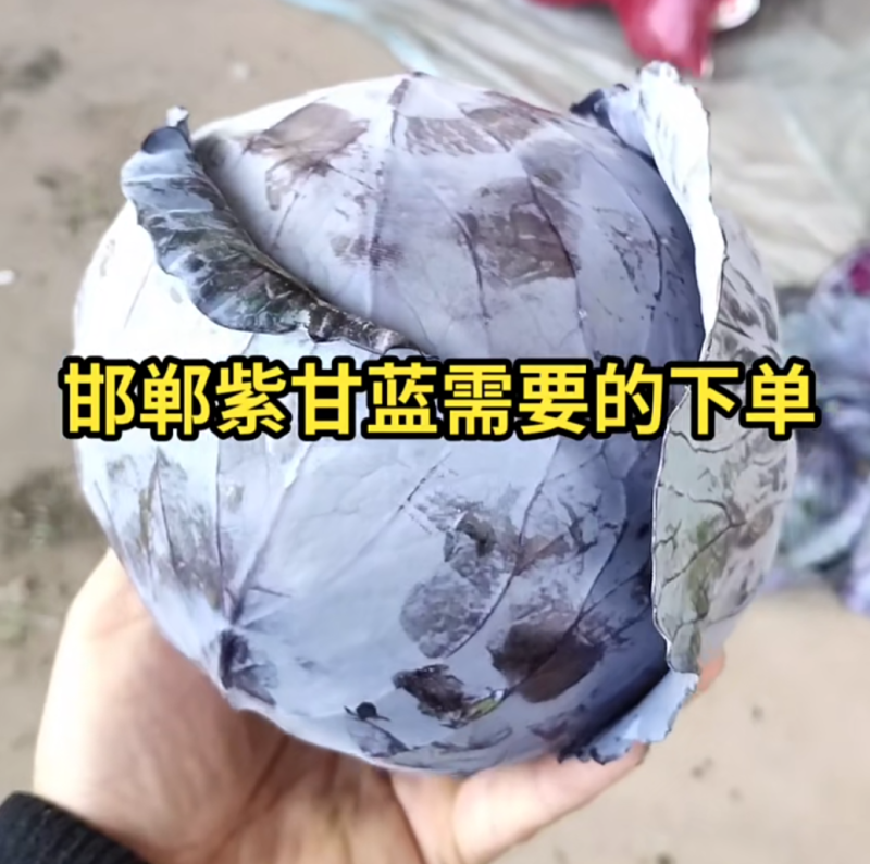 【紫甘蓝总销】热销河北邯郸永年现货紫甘兰量大从优～