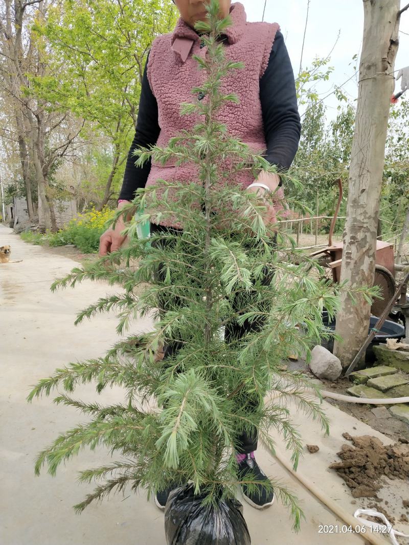 雪松一米到六米各种规格雪松树形好成活率高圣诞树