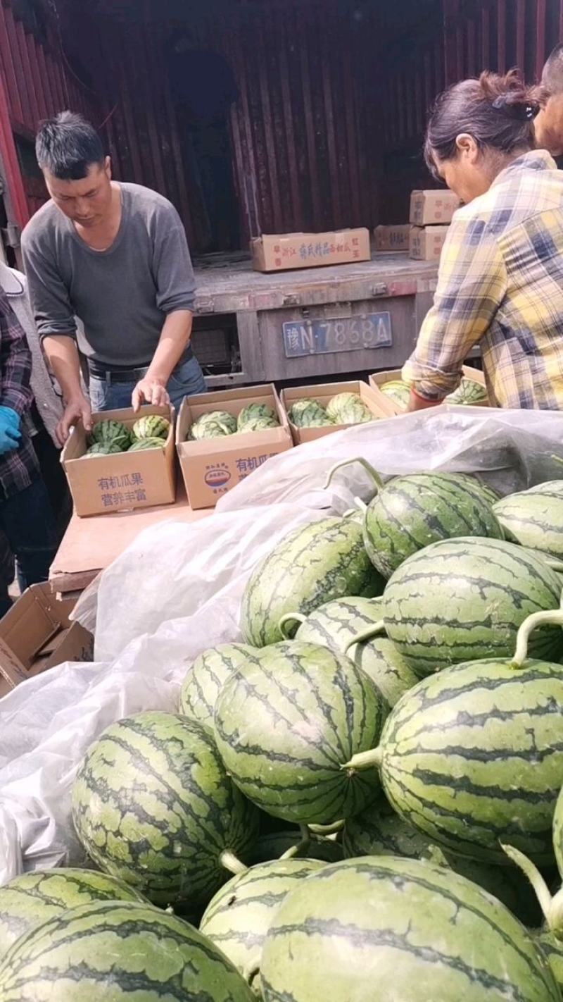 早春红玉2K西瓜，已经进入中期，皮薄瓤色鲜红，包熟包甜全