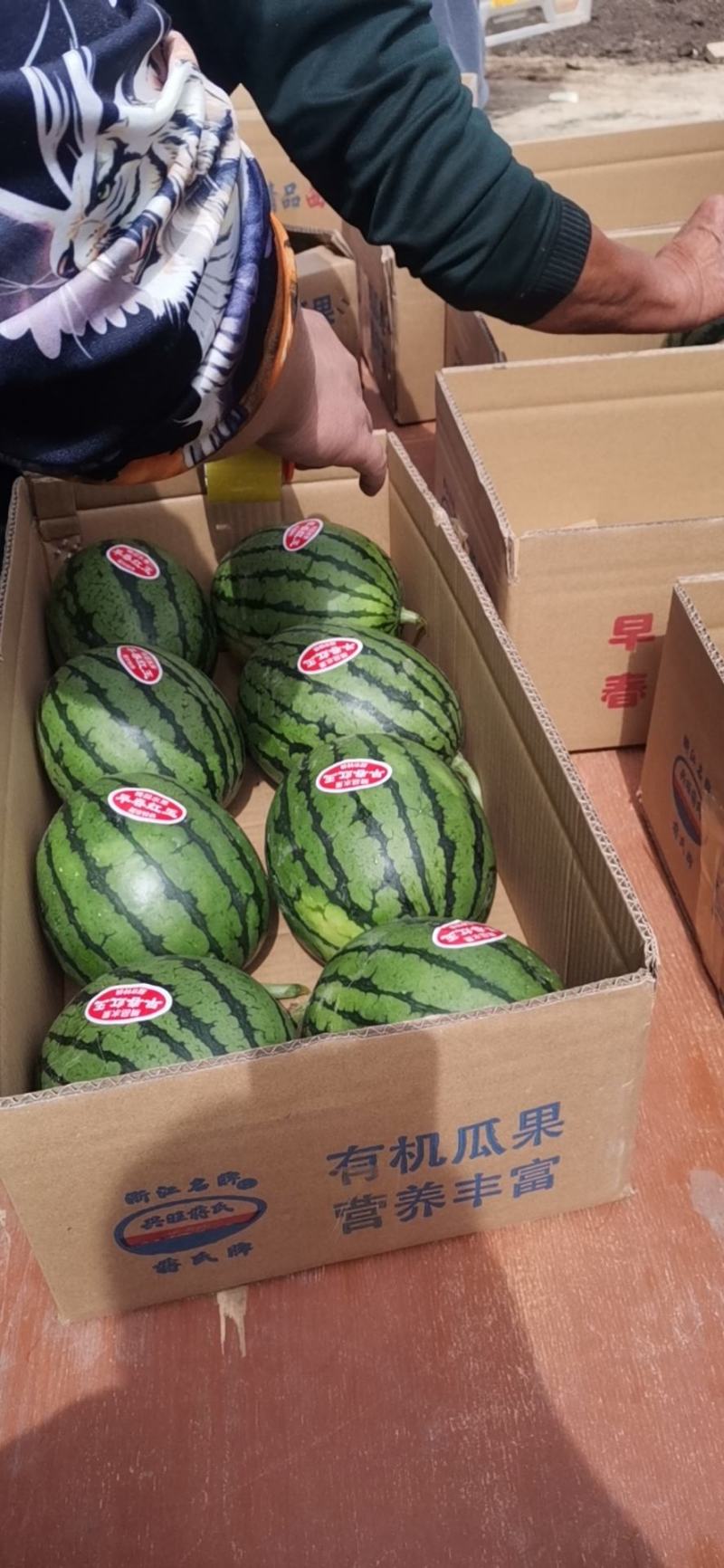 早春红玉2K西瓜，已经进入中期，皮薄瓤色鲜红，包熟包甜全