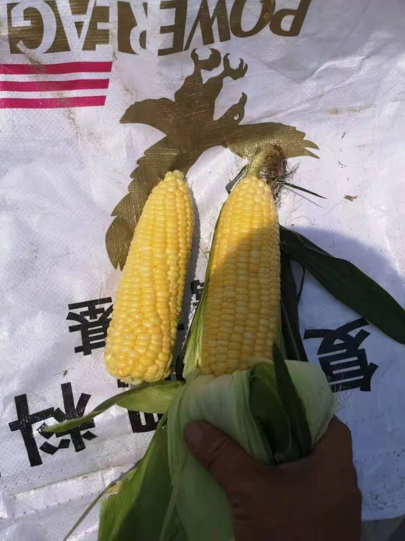 福建漳州甜玉米，水果玉米，太阳花，泰甜系等