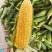 福建漳州甜玉米，水果玉米，太阳花，泰甜系等