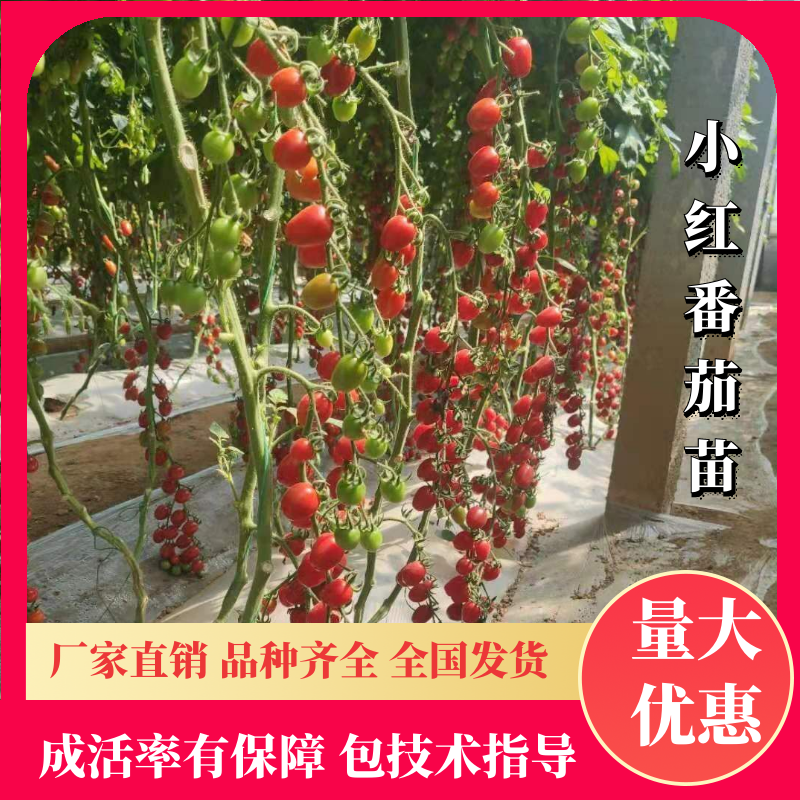 包邮，【采摘园推荐】小红圣女果苗，市场前景大，皮薄！