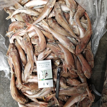 台巴，青占，红娘鱼能用的老板看过来