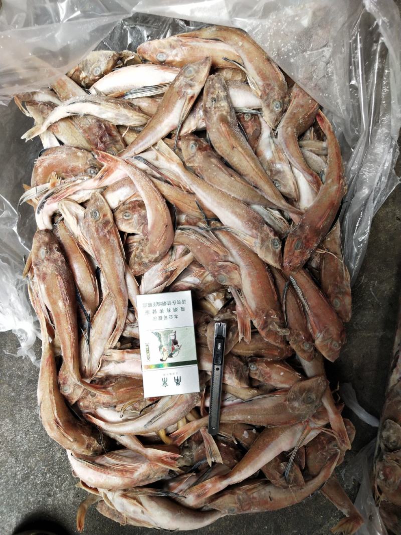 台巴，青占，红娘鱼能用的老板看过来