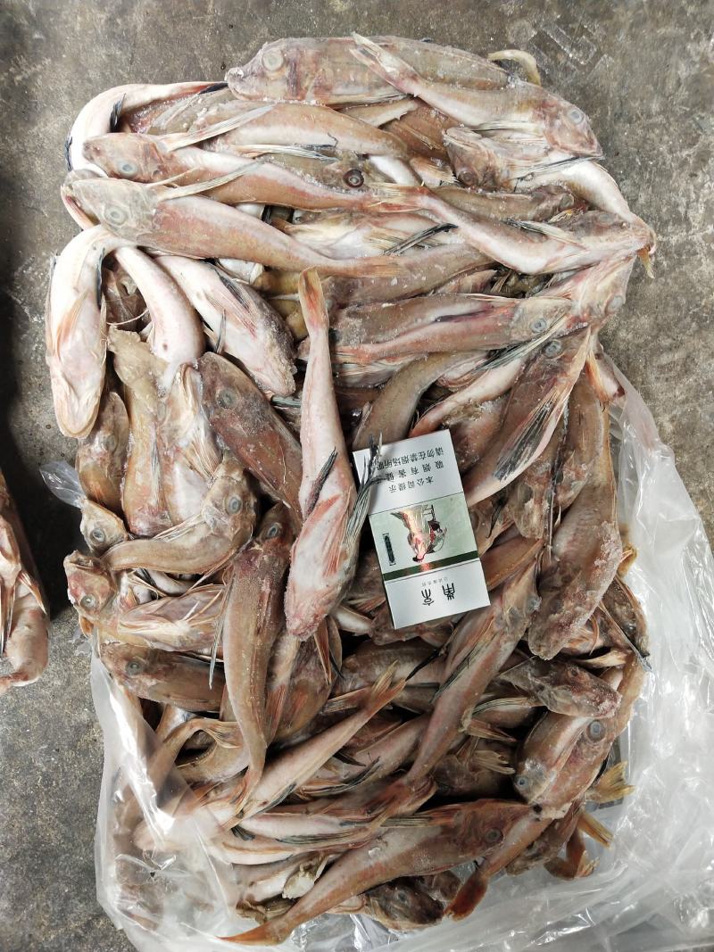 台巴，青占，红娘鱼能用的老板看过来