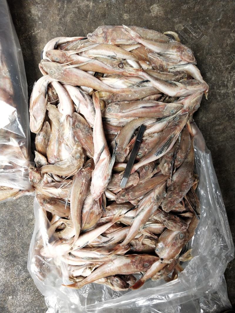 台巴，青占，红娘鱼能用的老板看过来