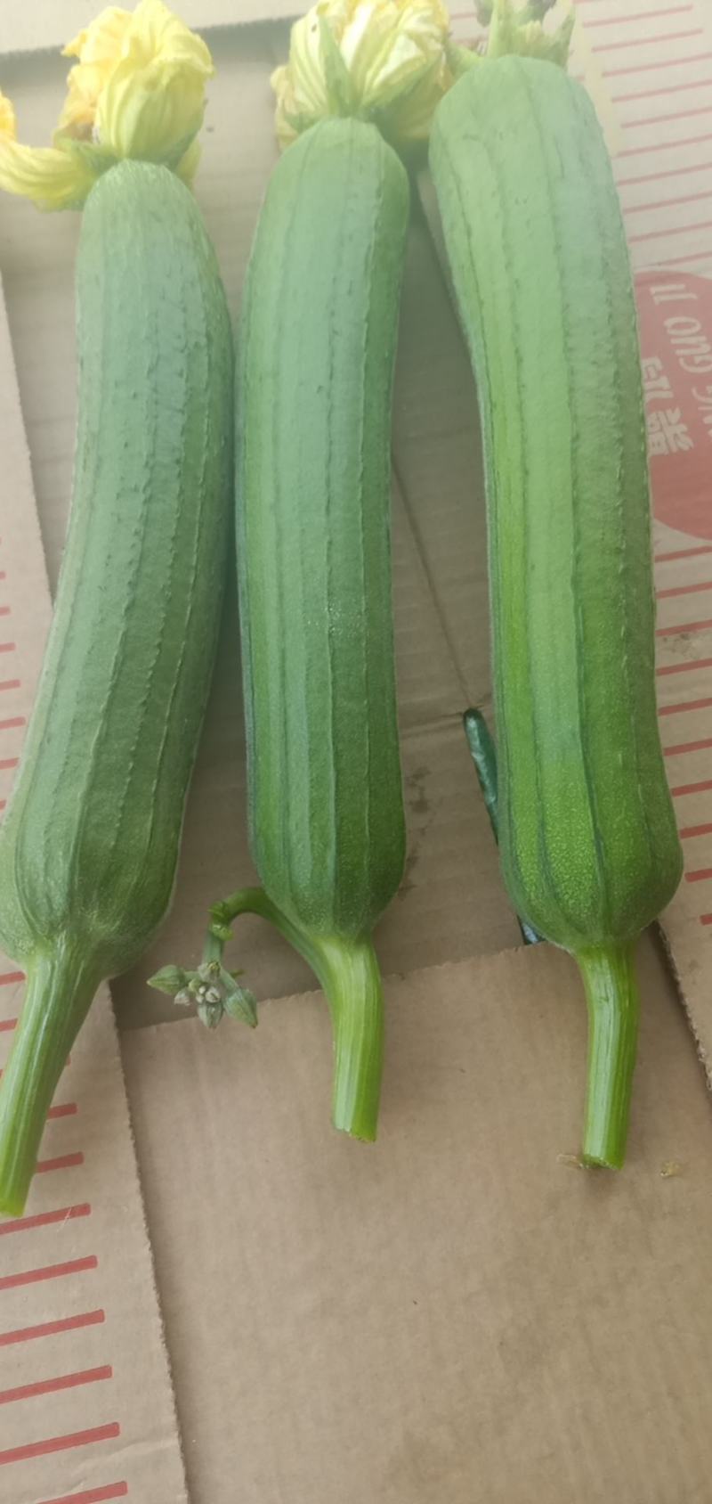 精品油皮香丝瓜大量上市了，