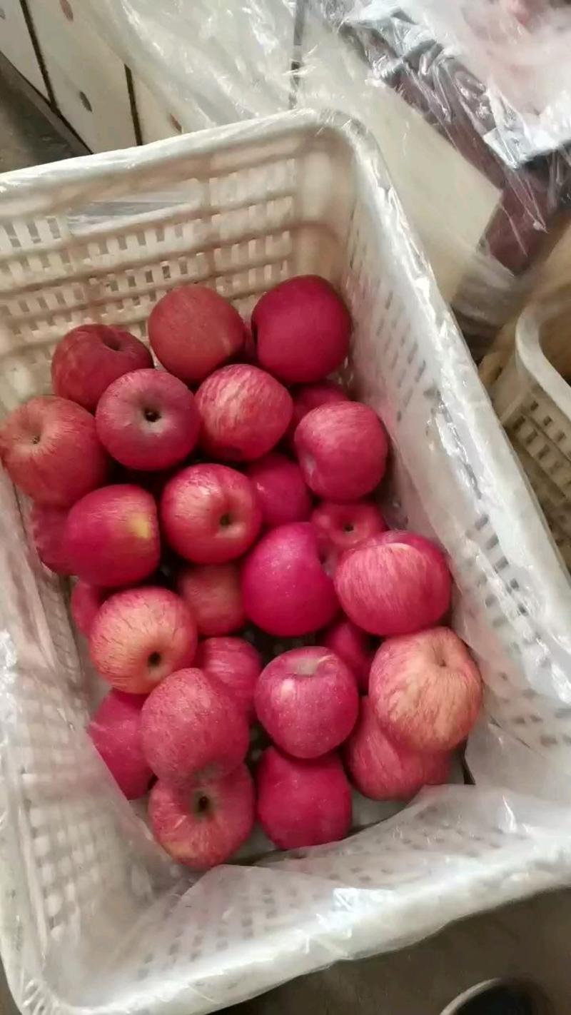 红富士苹果山东苹果精品苹果价格实惠全国发货批发电商