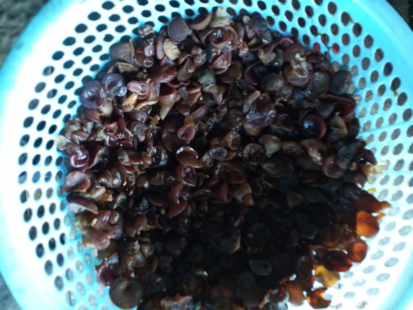 新鲜的黑木耳摆放在竹篮中,颜色乌黑,质地柔软,展示其自然状态 黑木耳实物图