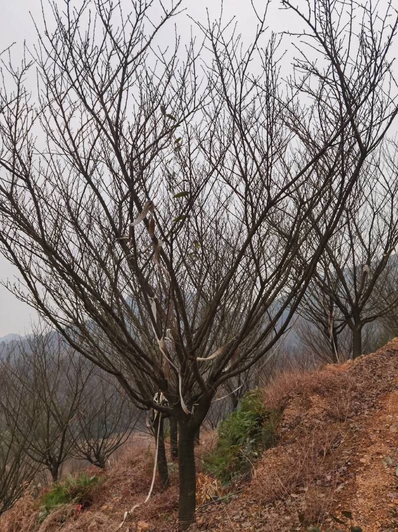 日本晚樱，基地种植发货视频看苗选苗品质保证。